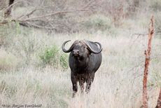 Afrikanischer Büffel (5 von 102).jpg